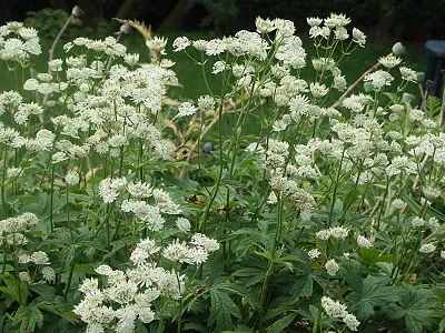 astrancijas stādi Snow Star