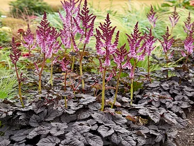 astilbe dark side