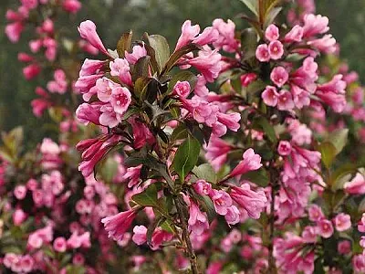 VEIGELA KRĀŠŅĀ /WEIGELA FLORIDA „FOLLIS PURPUREIS”