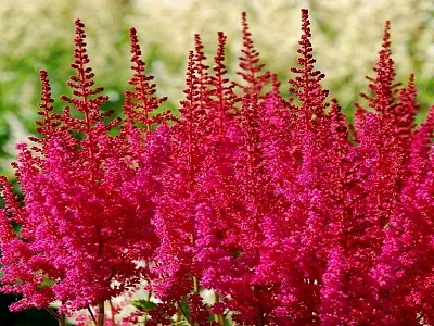 HOT PEARLS ASTILBE