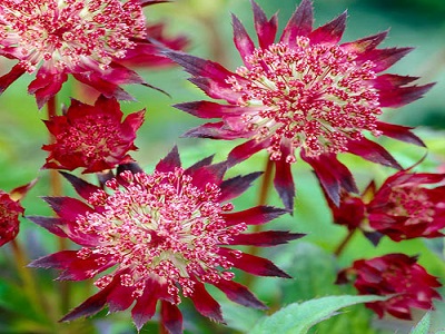 astrancija claret ziemcietes stādi