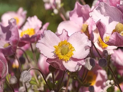 anemone saucer 