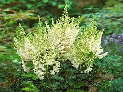 ASTILBE IVORY PEARLS