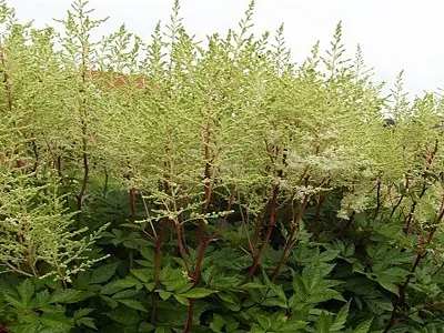 ASTILBE MIGHTY PLONIE