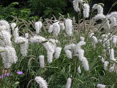 brunvalite white brush